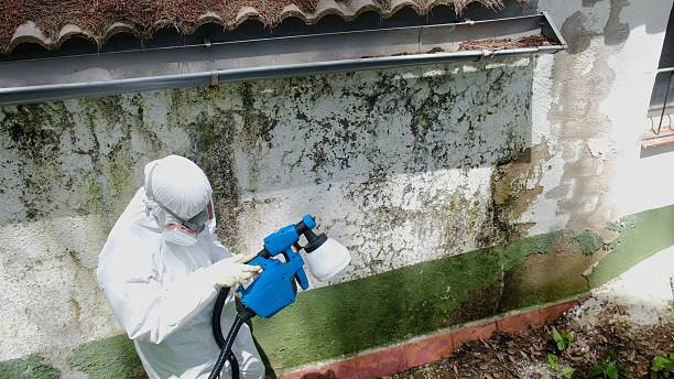 Trusted Mold Removal service in Orange Park, FL - Cheap Mold Removal